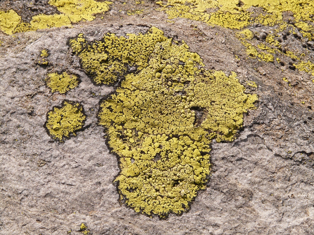 stone lichen fouling free photo