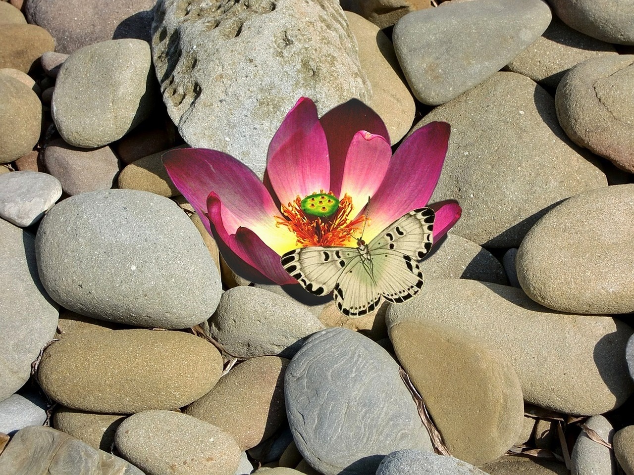 stone flower lotus flower free photo