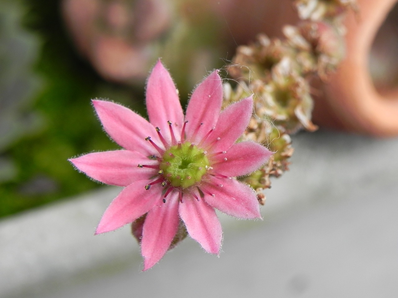 stone crop pink flower free photo