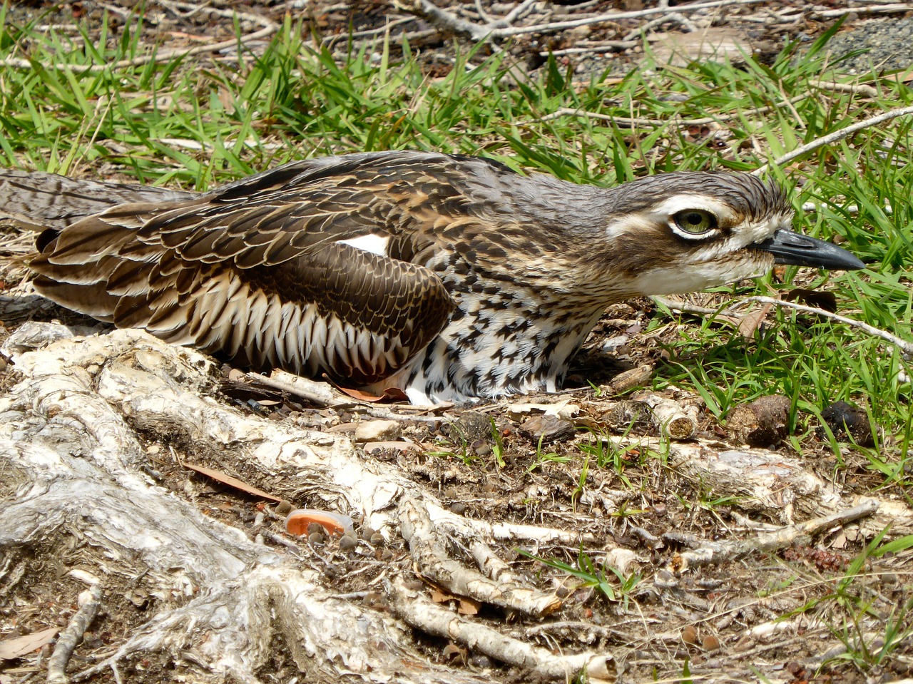 stone curlew burhinus oedicnemus nesting free photo