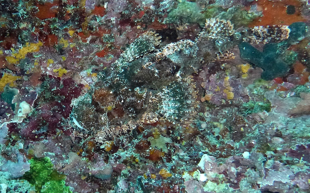 stone fish camouflage hide free photo