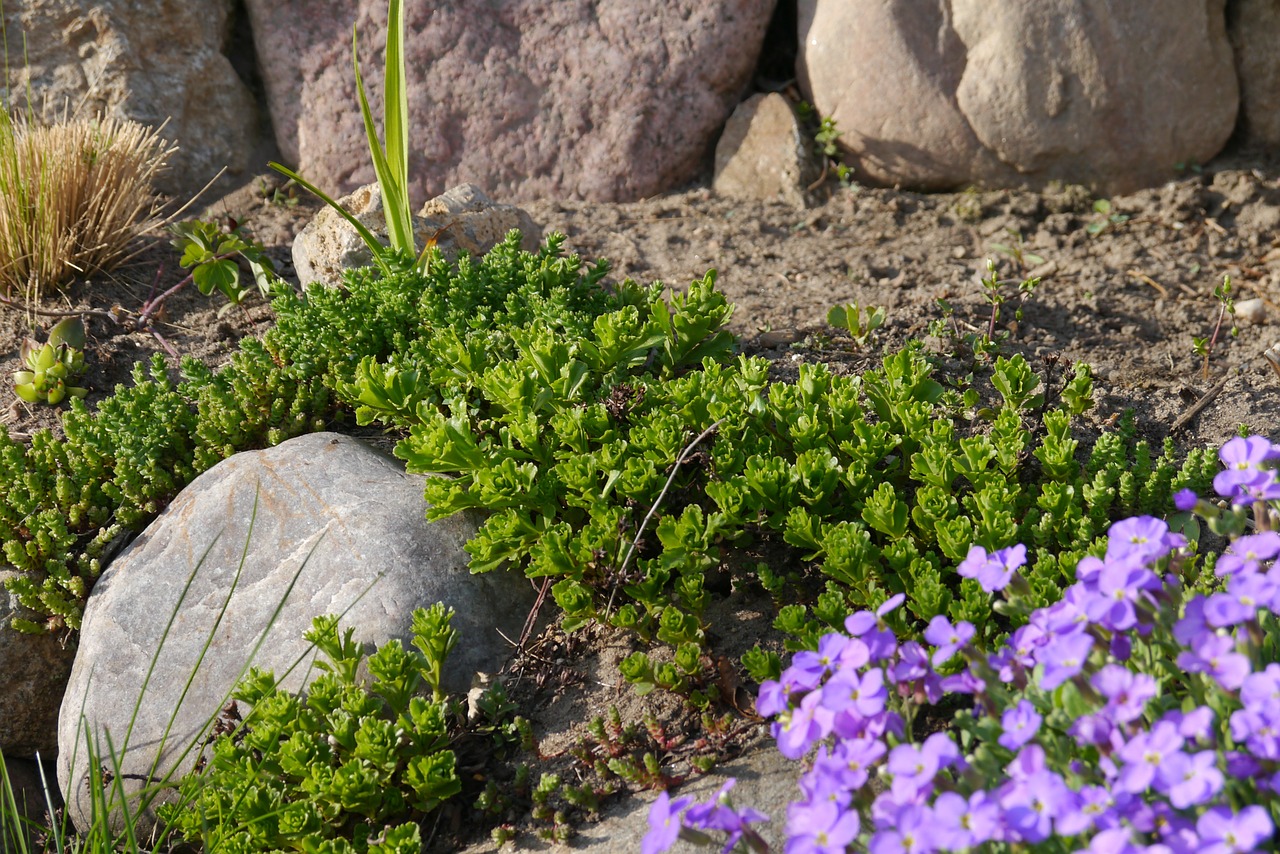 stone garden stones green plant free photo