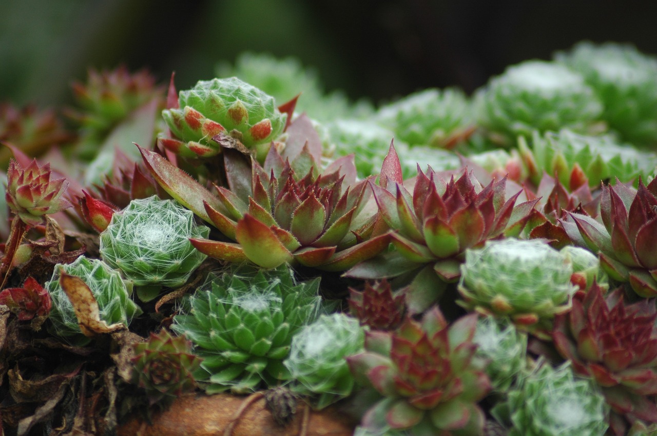 stone garden sempervivum house wurzen free photo