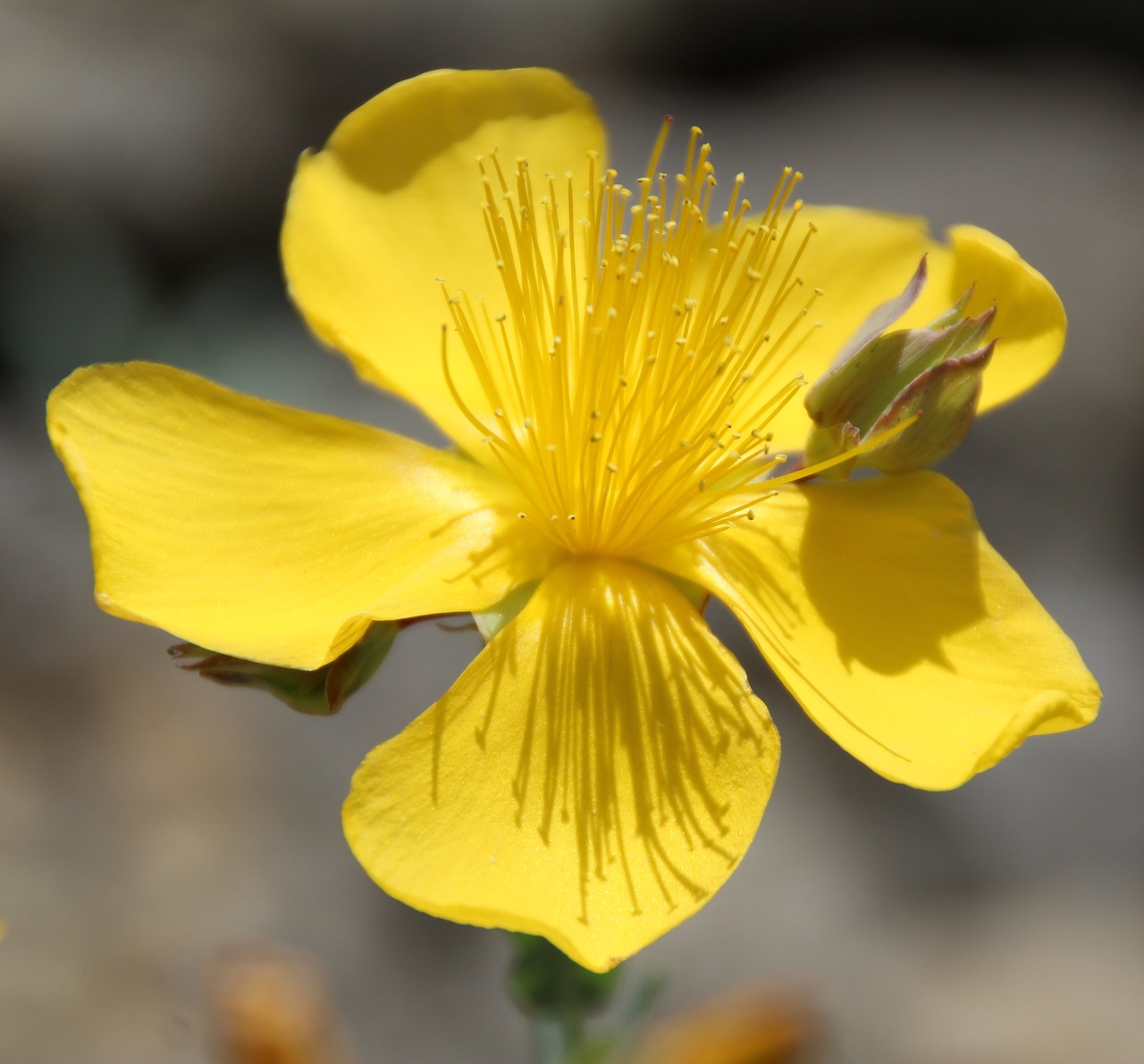 stone garden blossom bloom free photo