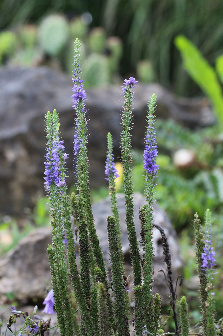 stone garden blue flourished free photo