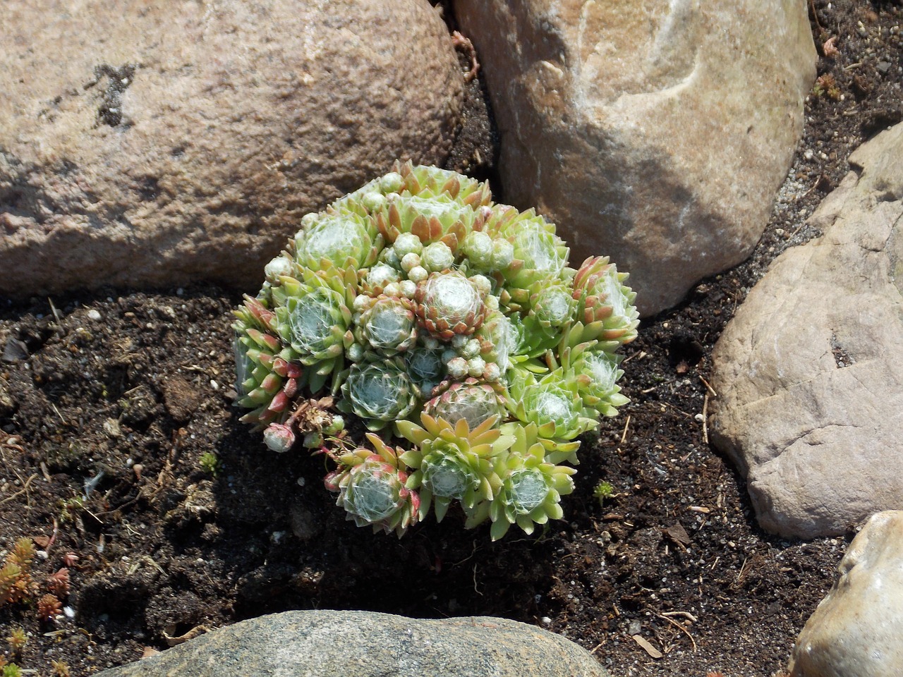 stone garden spring nature free photo