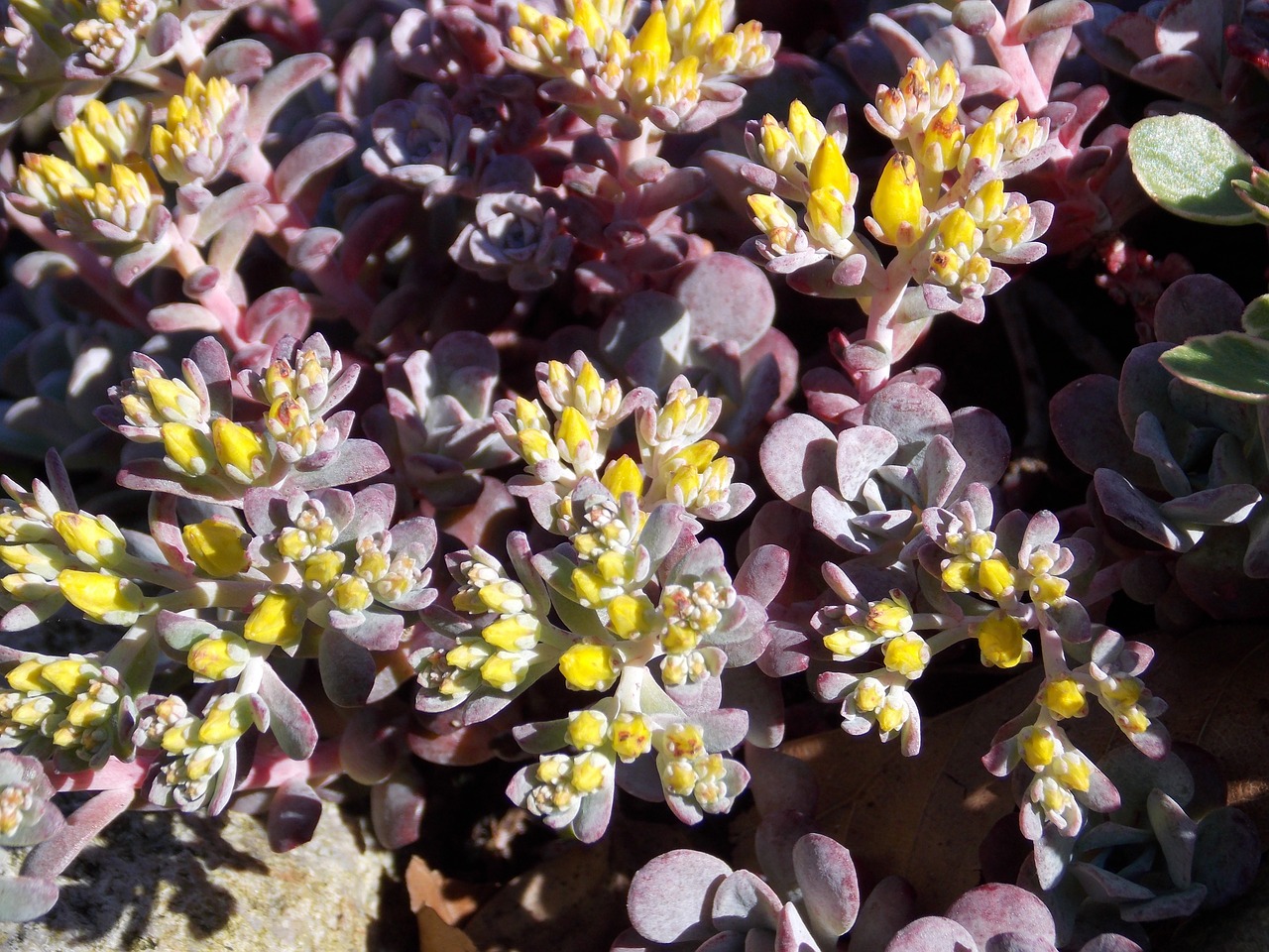 stone garden plant spring free photo