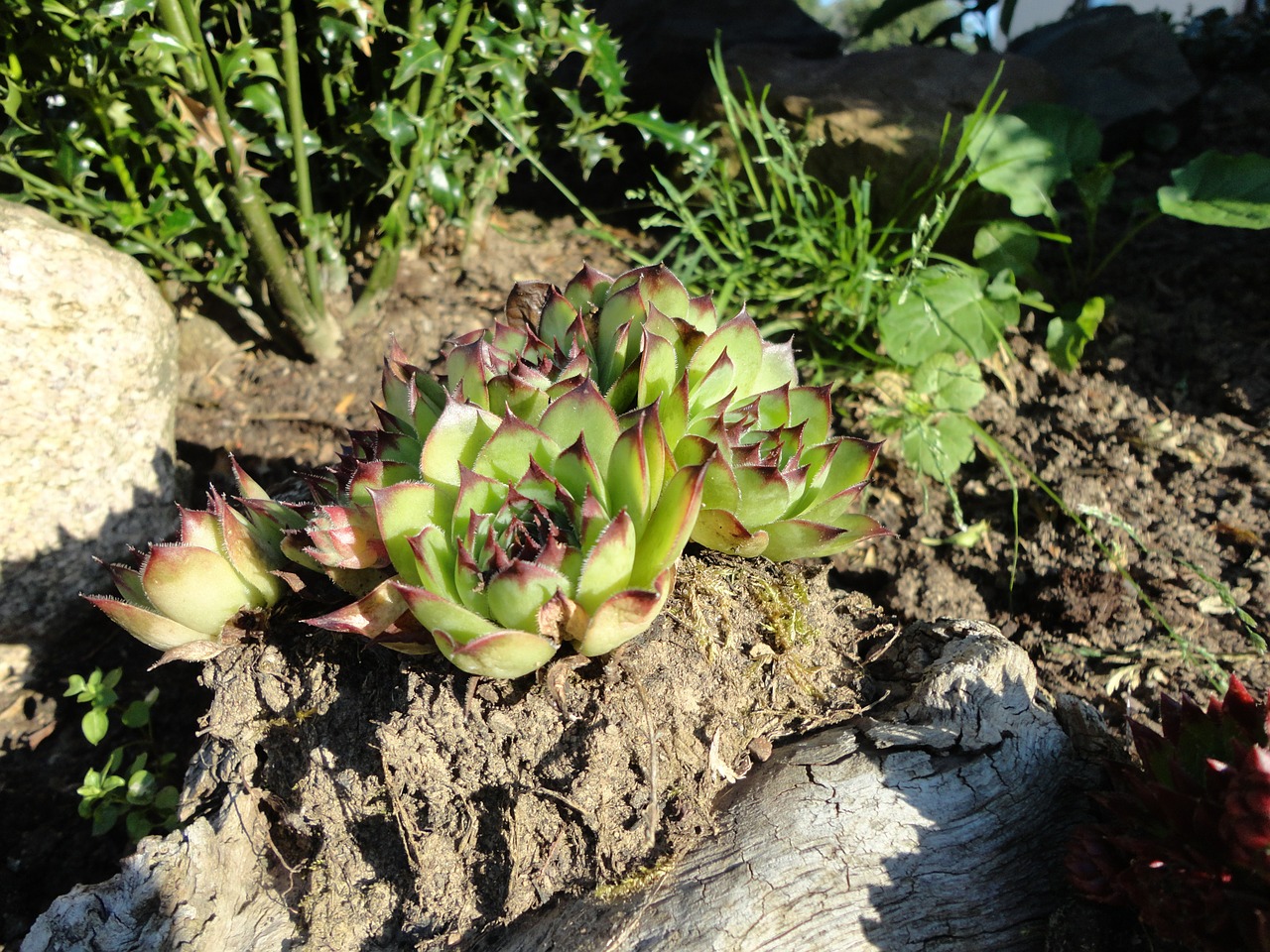 stone garden succulent nature free photo