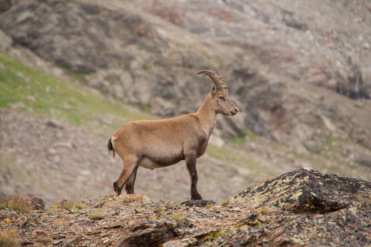 stone geiss alpine wild animal free photo