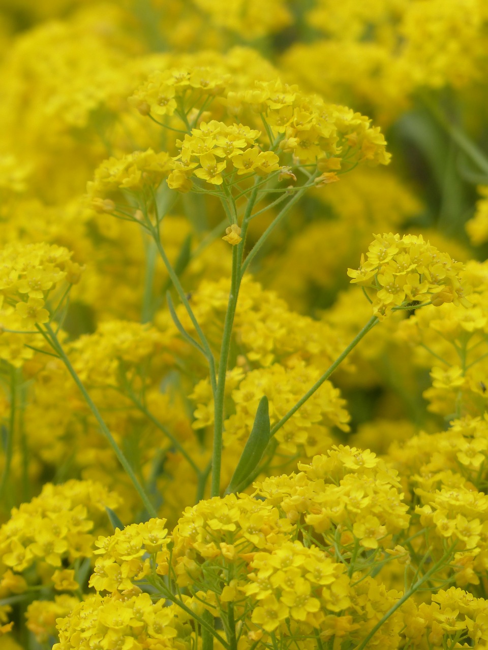 stone herb flowers yellow free photo