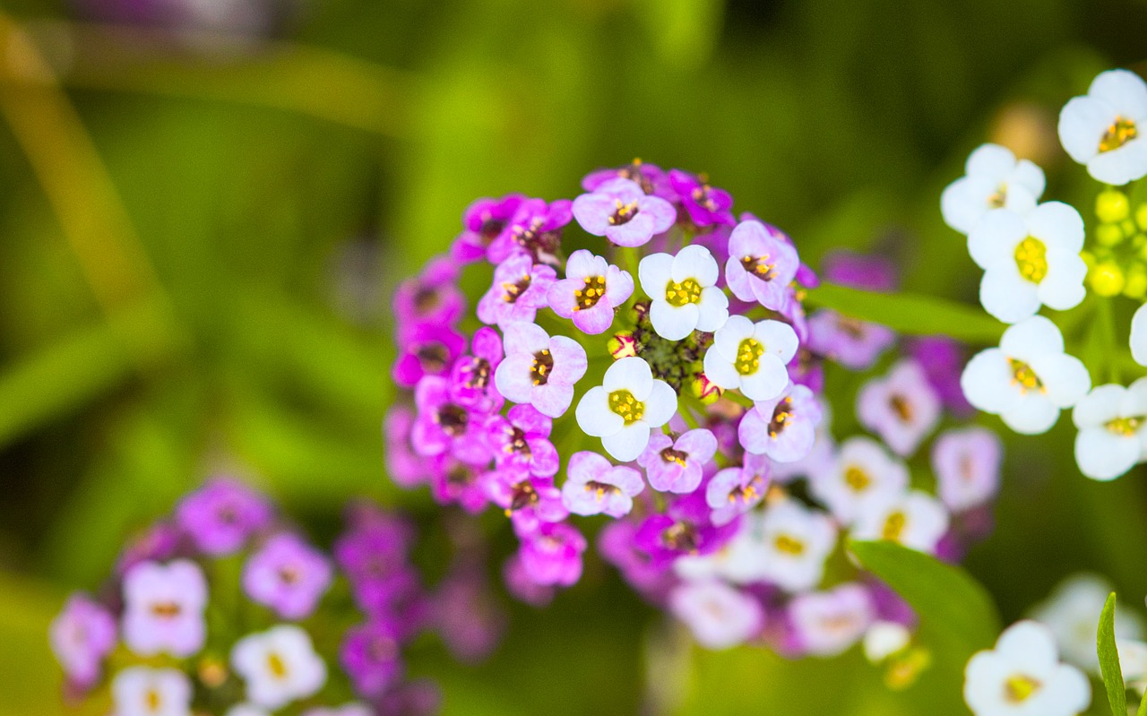 stone herb  flower  flowers free photo