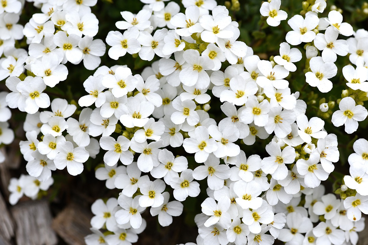 stone herb cushion flower flower free photo