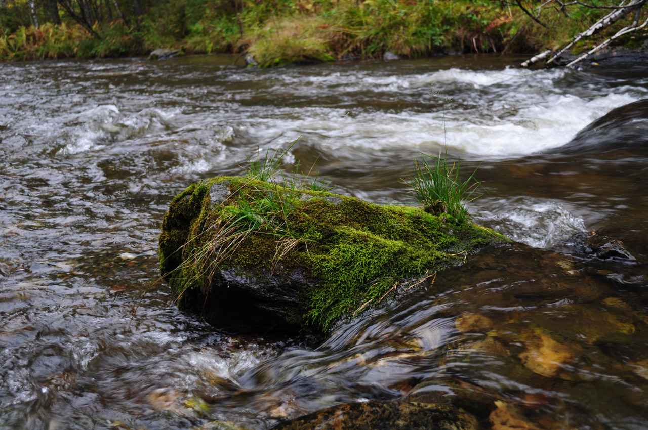 water stone moss free photo