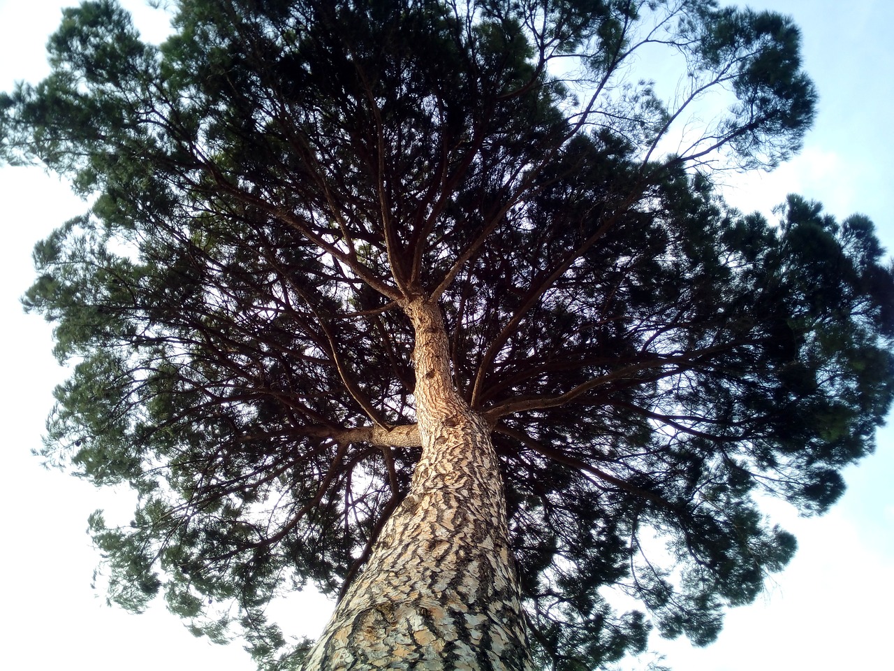 stone pine pinus pinea cup free photo