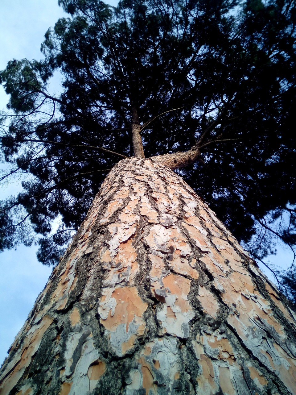 stone pine pinus pinea cup free photo