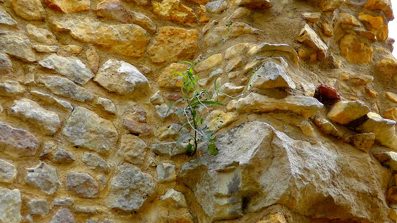 stone wall wall wallflower free photo