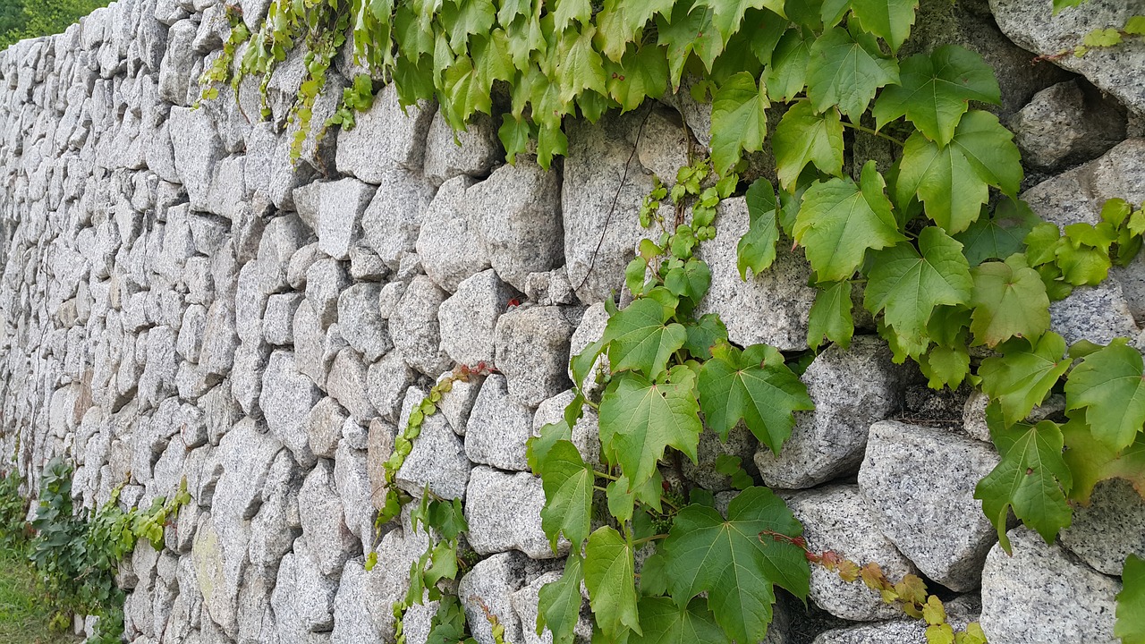 stone will the vine ivy free photo