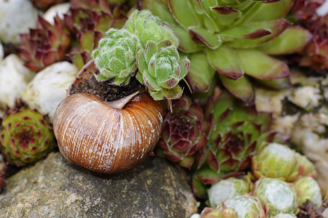 stone wurz  garden  snail shell free photo