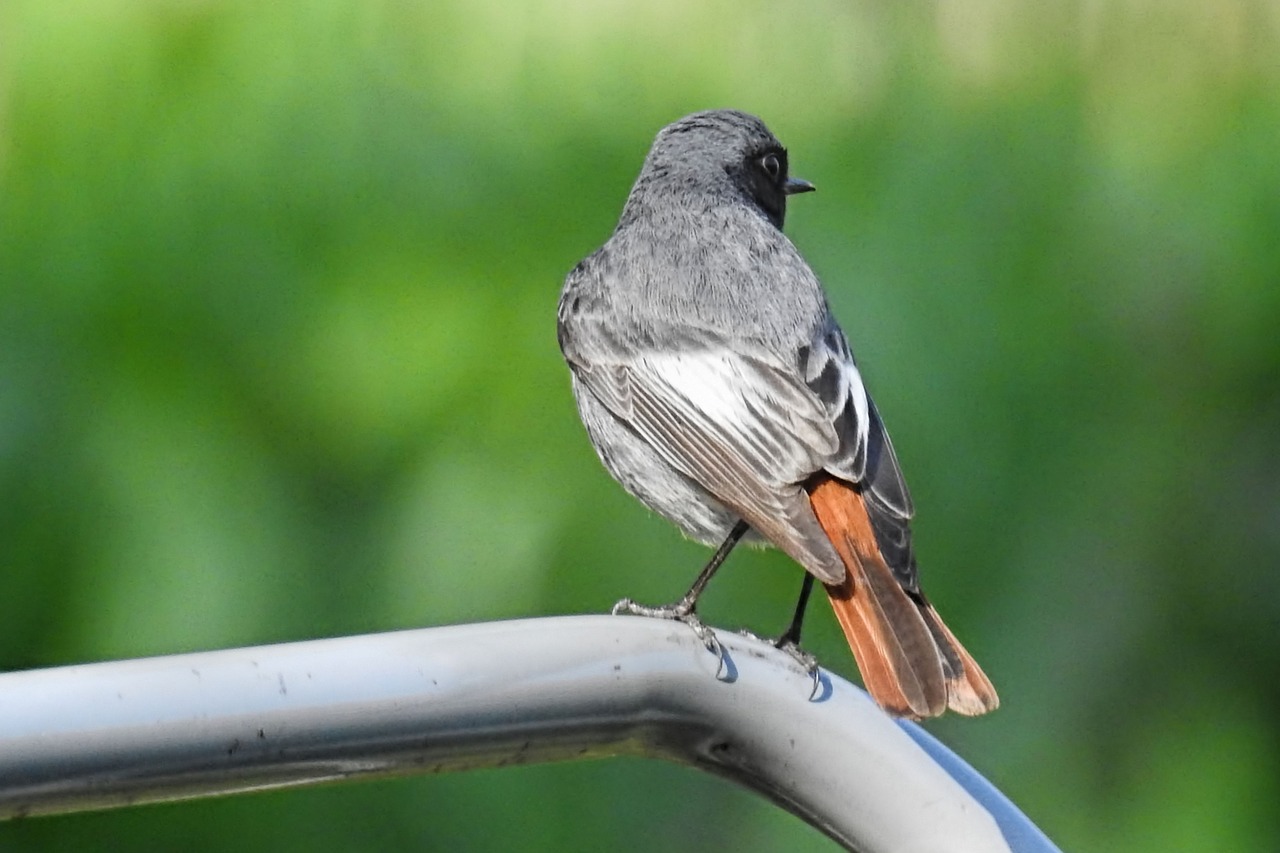 stonechat  songbird  bird free photo