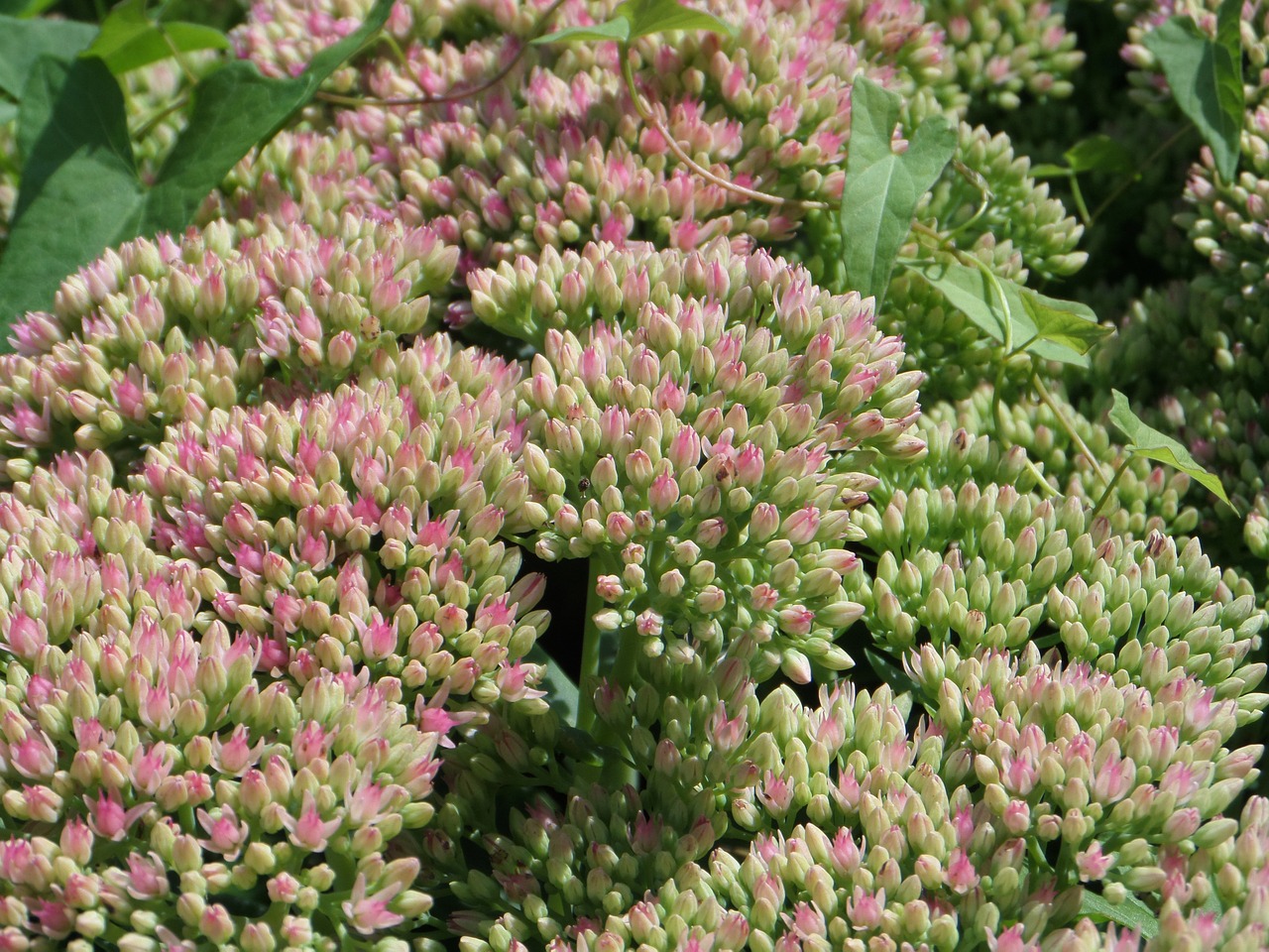 stonecrop fat hen thick sheet greenhouse free photo