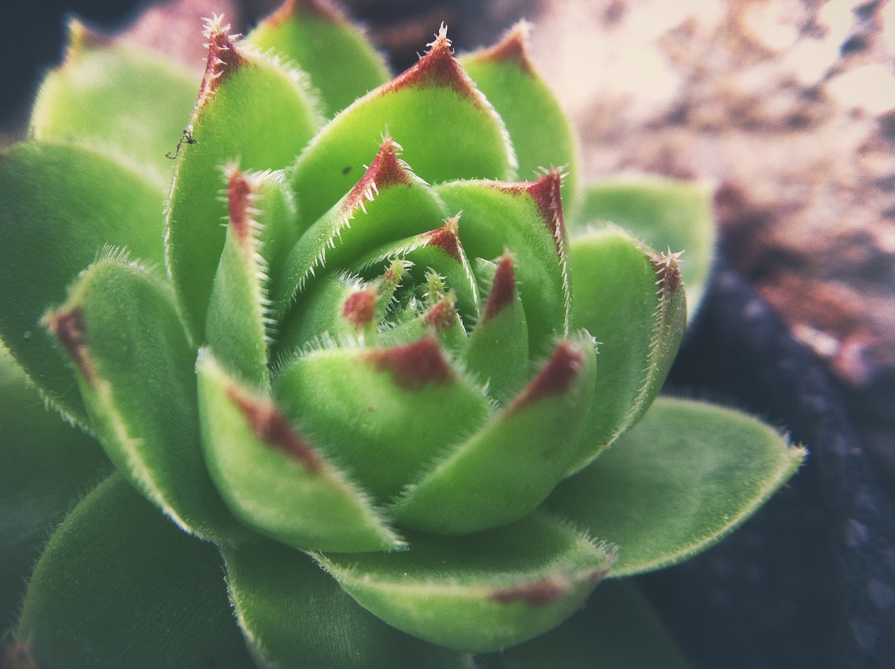 stonecrop nature natural free photo