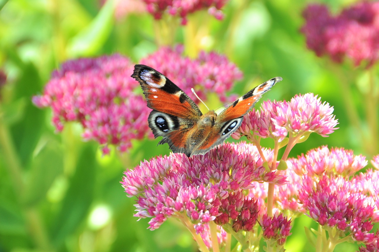 stonecrop peacock butterfly butterfly free photo