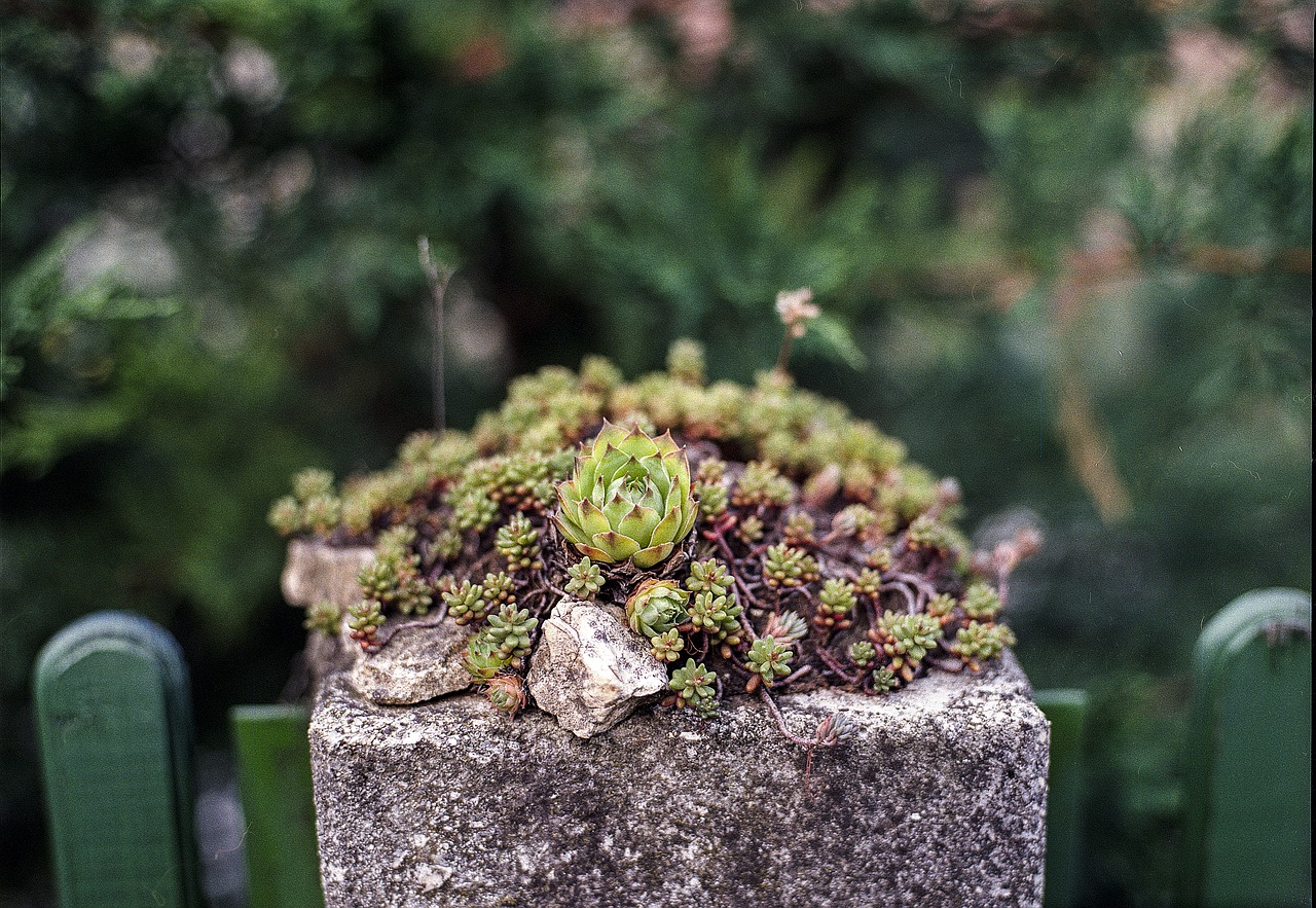 stonecrop fence vintage free photo