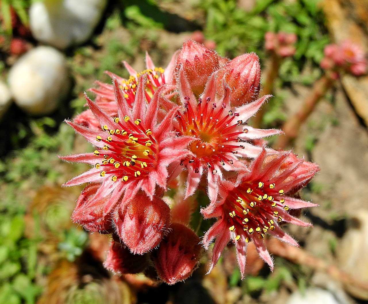 stonecrop flower sempervivum free photo