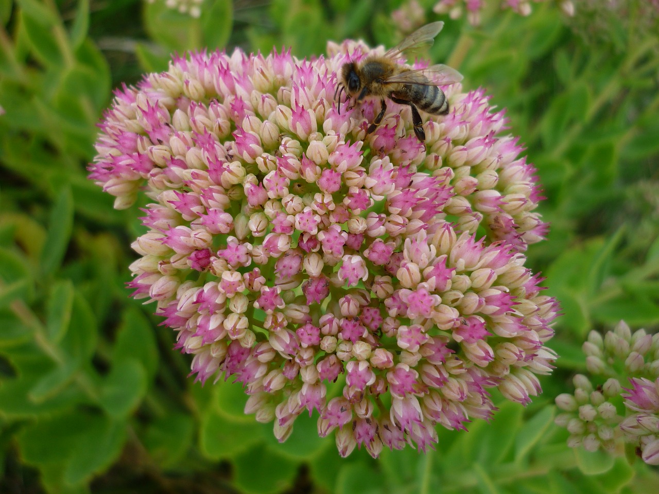 stonecrop flower many free photo