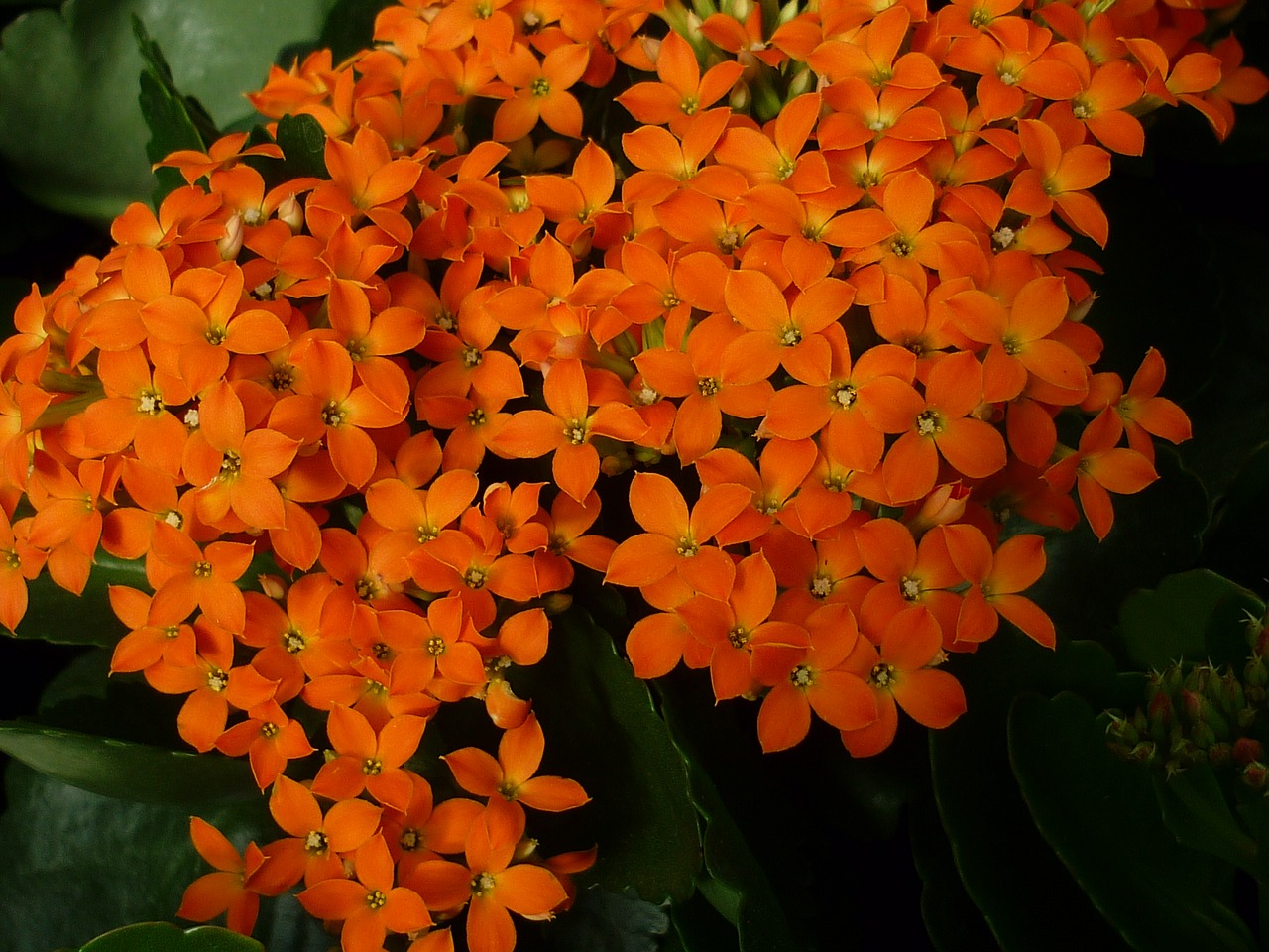 stonecrop thick leaf plant flower free photo