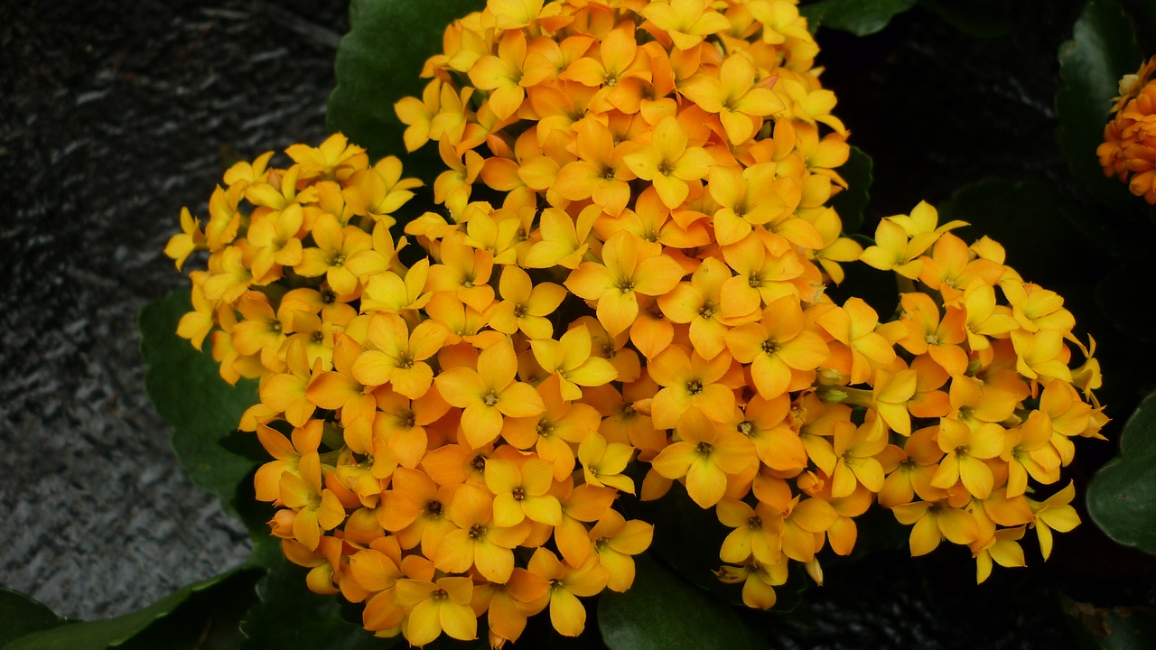 stonecrop flower yellow orange free photo