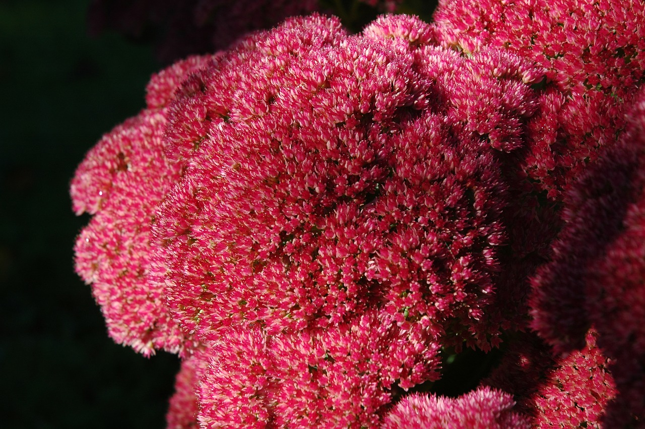 stonecrop garden plant flowers free photo