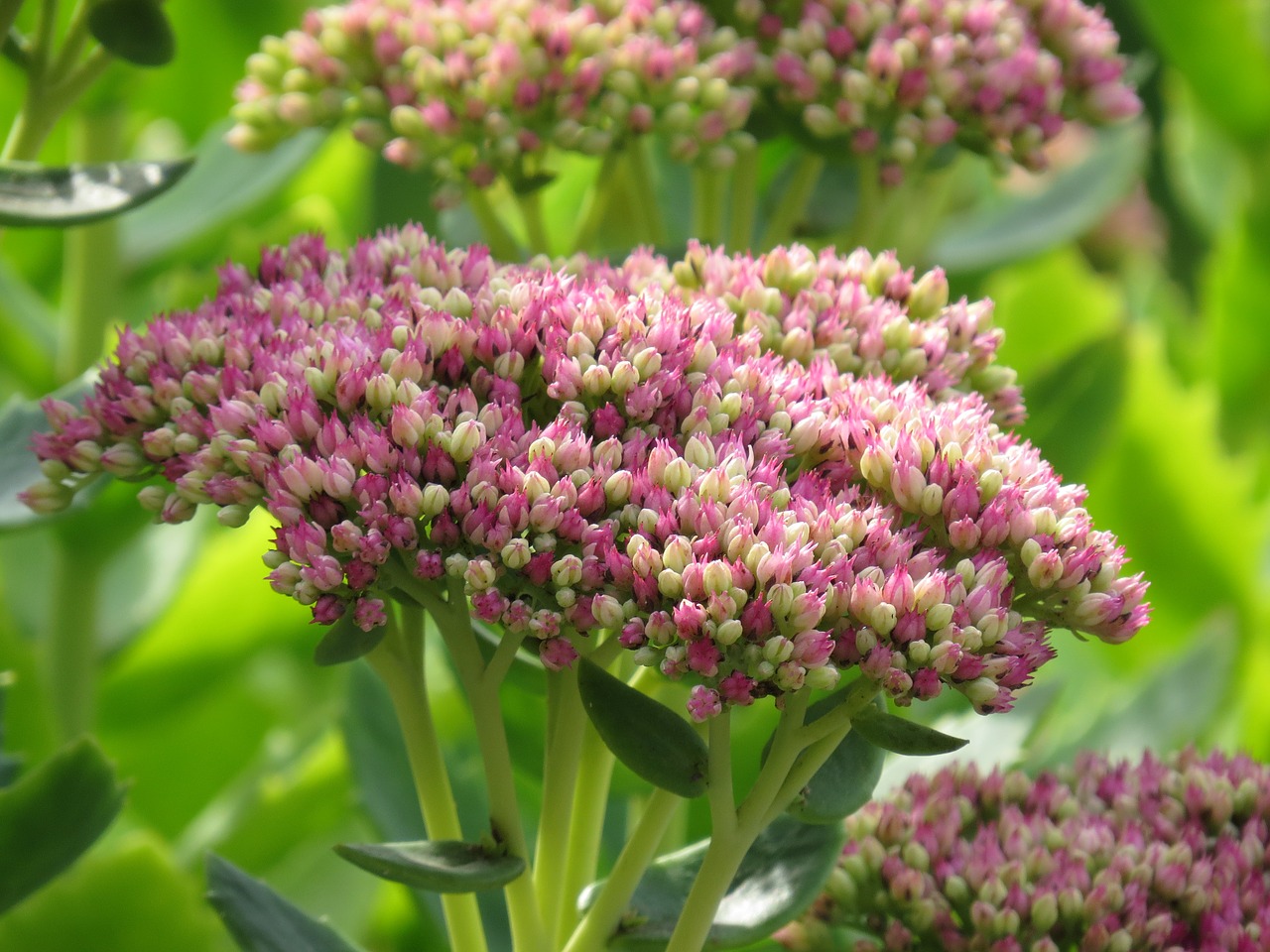 stonecrop  pink  flower free photo