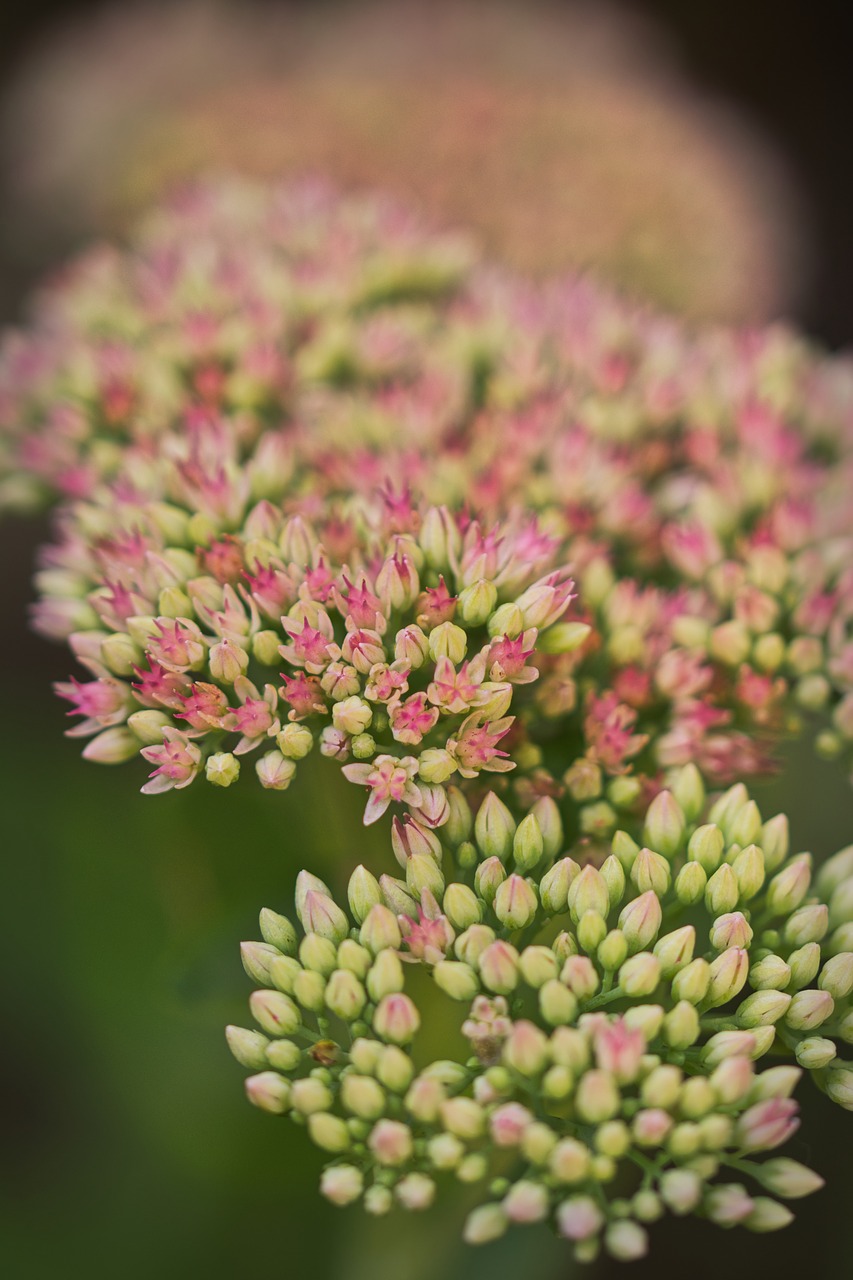 stonecrop  close up  flowers free photo