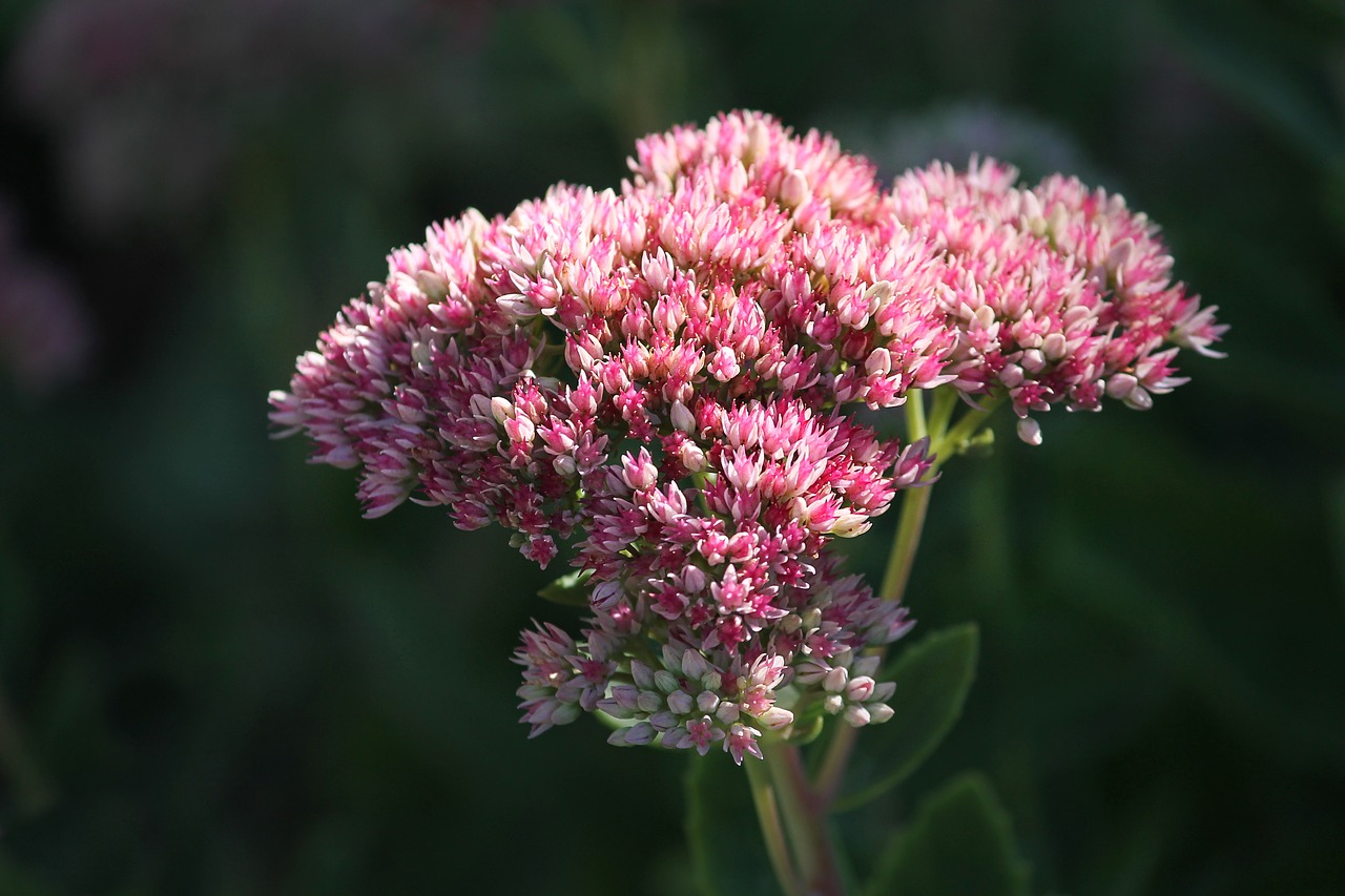 stonecrop  sedum  hybrid free photo