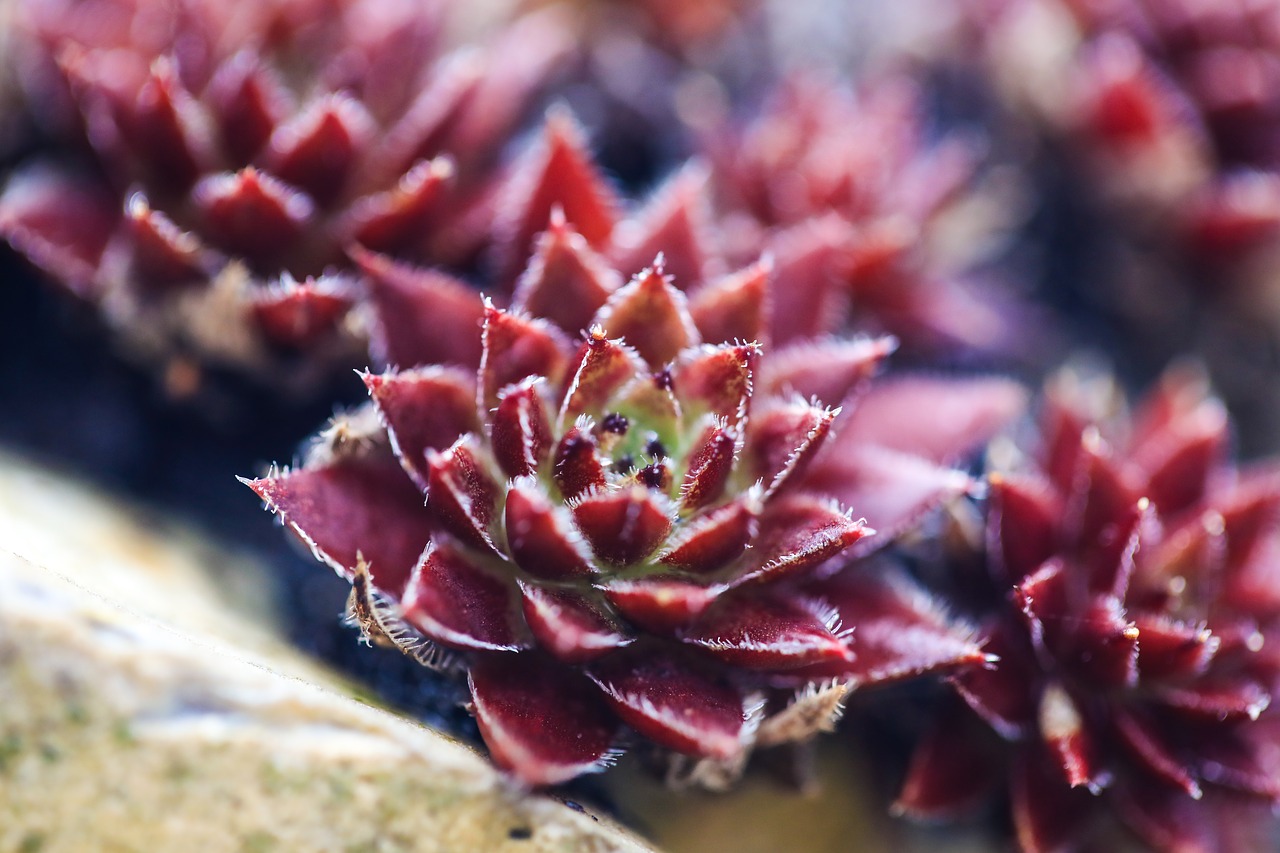 stonecrop  red  burgundy free photo