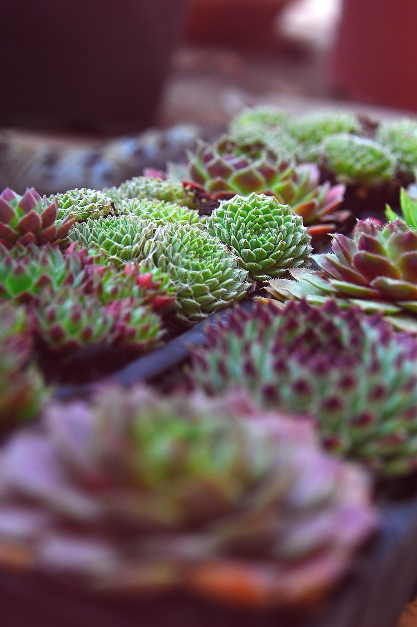 stonecrop  autumn  fall flowers free photo