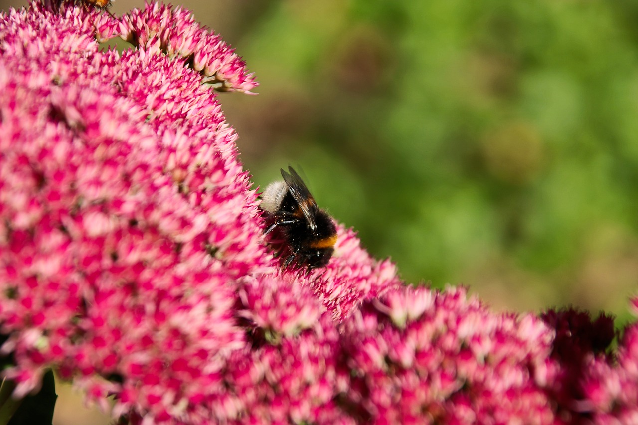 stonecrop autumn joy bee free photo