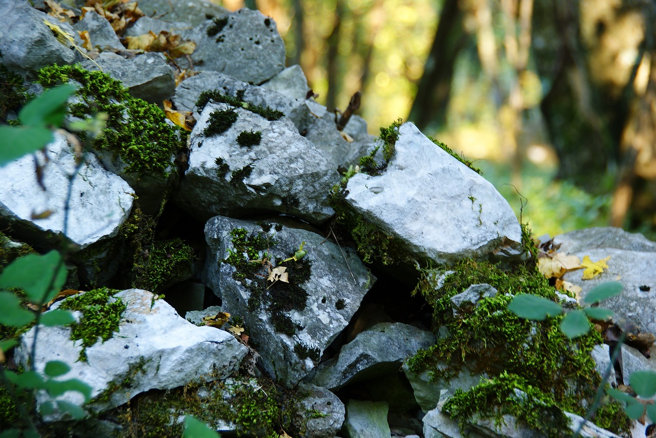 stones moss leaves free photo