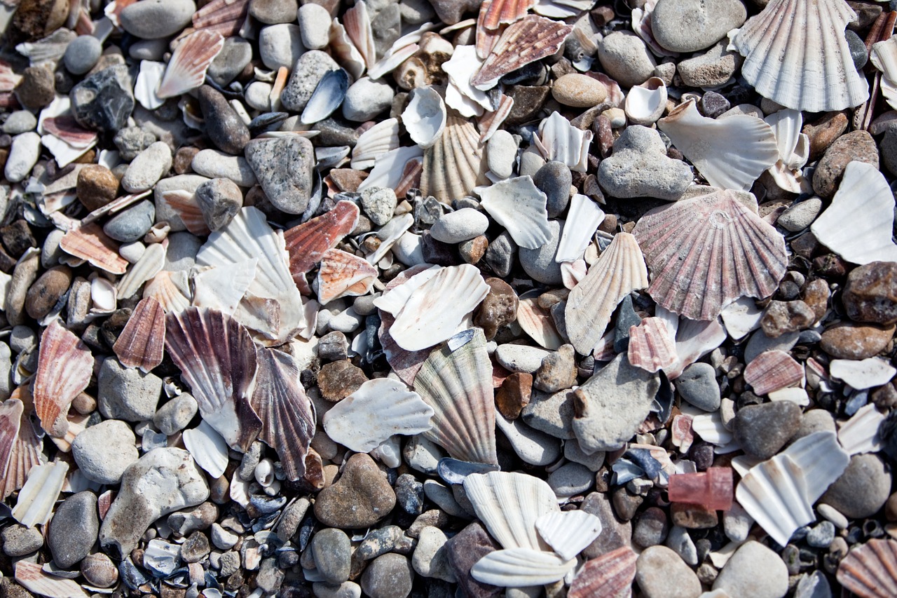 stones mussels beach free photo