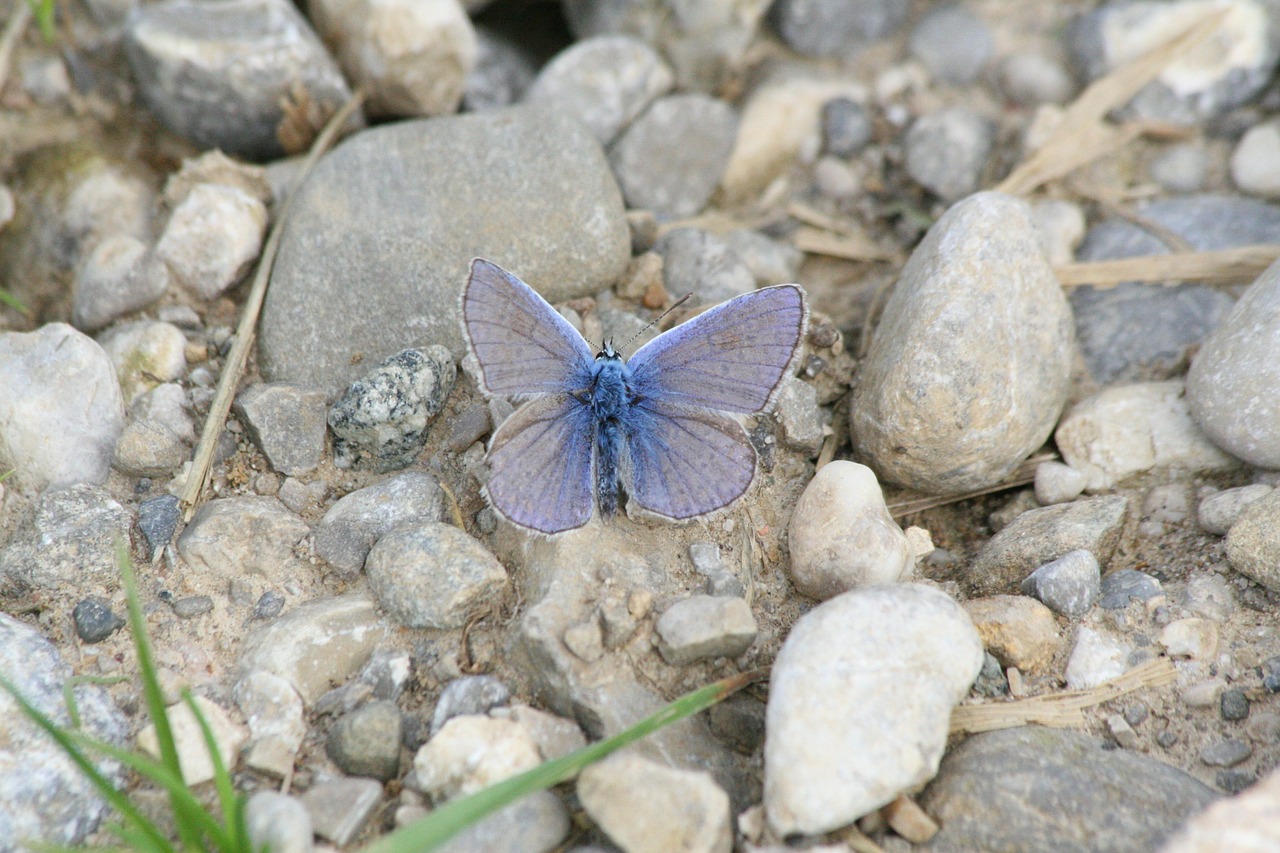 stones rock butterfly free photo