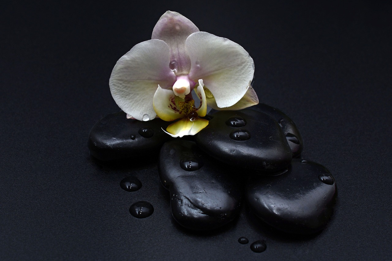 stones black orchid free photo