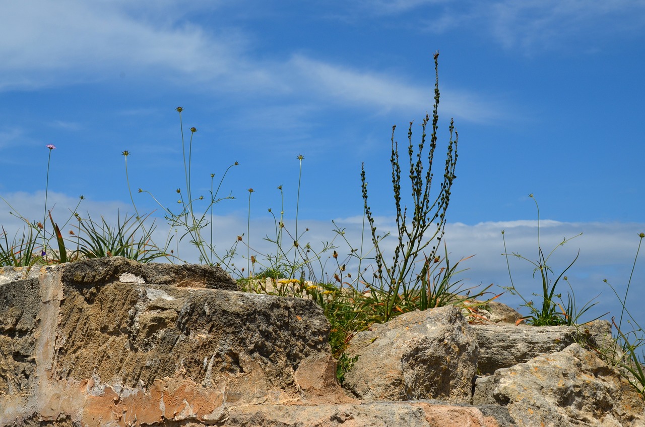 stones plant fouling free photo