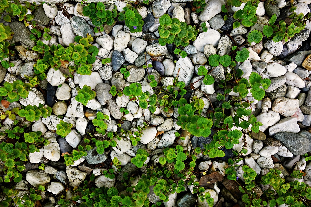 stones pebbles plants free photo