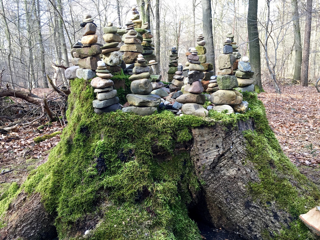 stones tree stump forest free photo