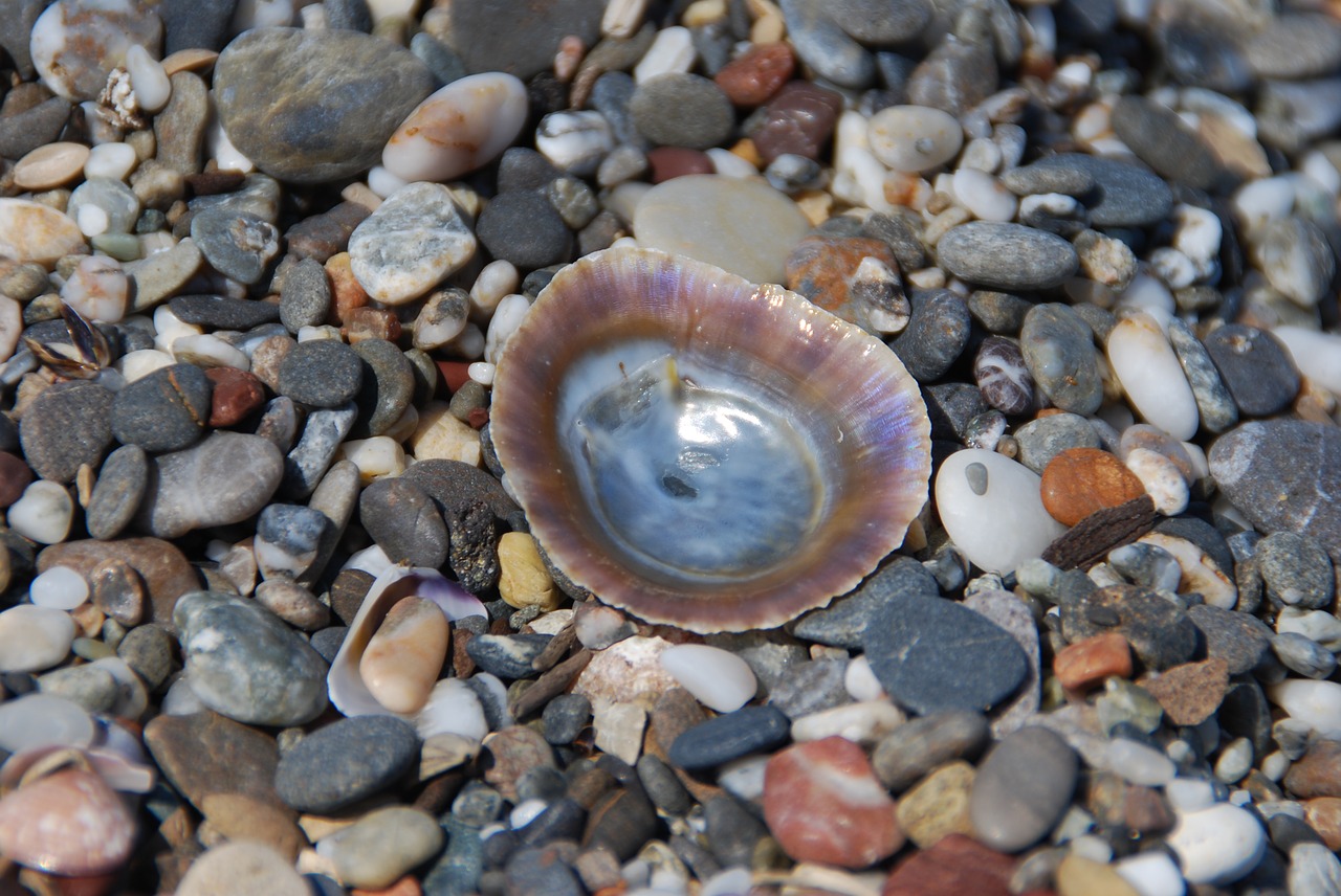 stones beach shell free photo