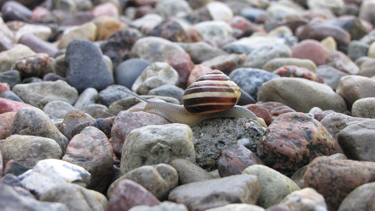stones snail shell free photo