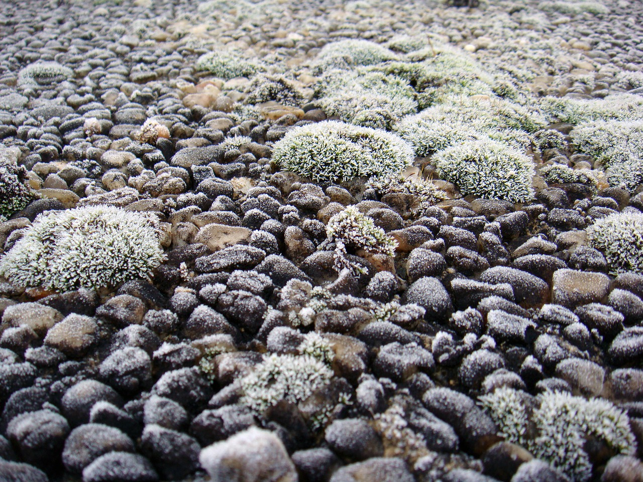 stones pebble moss free photo