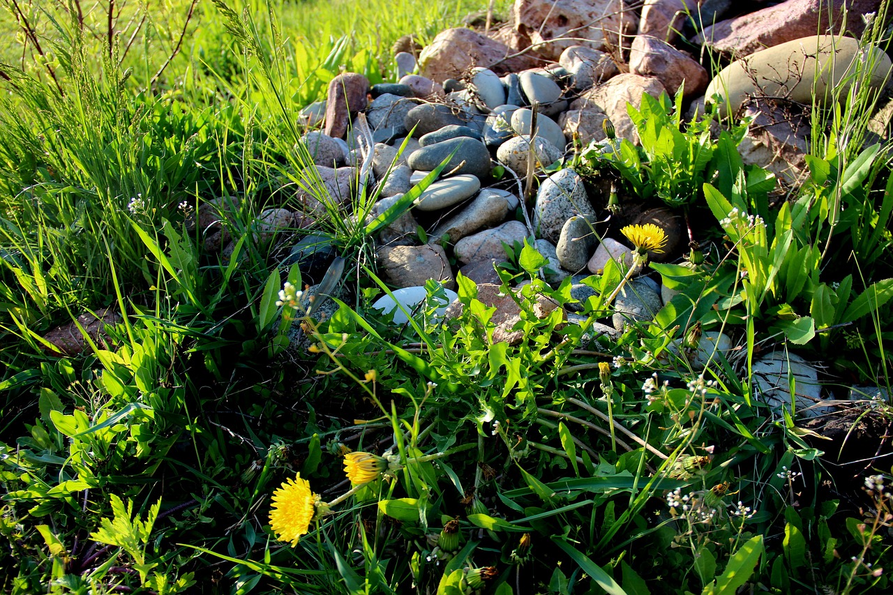 stones grass summer free photo