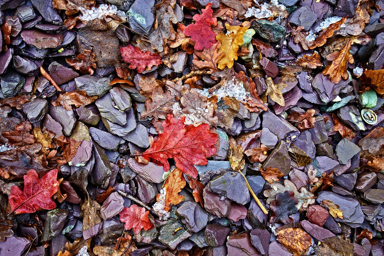 stones pebbles leaves free photo